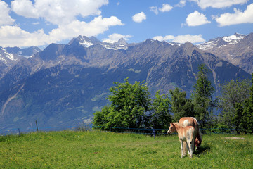 Fototapeta na wymiar Haflinger Pferd mit Fohlen, Südtirol, Italien, Europa