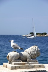  rovinj, Croatia, yacht, seagull, bird, sea, gull, water, beach, animal, nature, coast, blue, wildlife, white, birds, lion, beak, summer, sea gull, shore, stone