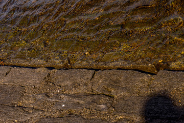 Italy, Bellagio, Lake Como, a close up of a rock