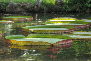 nenúfares flotando en el agua