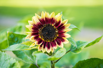 yellow and red sun flower in a swedish garden