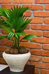 Fan plant in a pot home decoration living room