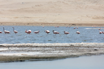 Flamingos  in Paracas, Peru.