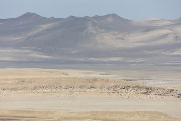 Flamingos  in Paracas, Peru.