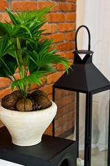 Fan plant in a pot home decoration living room