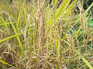 Close up of rice field.