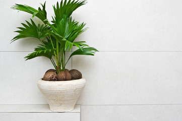Fan plant in a pot home decoration bathroom detail