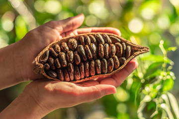 Cocoa pods with dry cocoa beans in the male hands. Nature background.