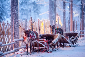 Foto auf Alu-Dibond Rentier mit Schlitten im Winterwald in Rovaniemi, Lappland, Finnland © fotoru