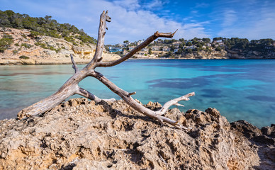 Tree on the Rocks at the Bay of Portals Vells in Mallorca, Spain 