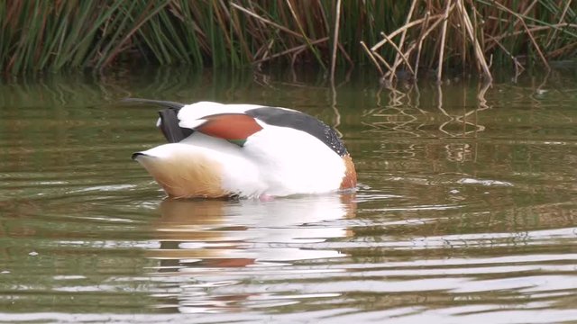 Shelduck feeding at the edge of the pool showing water droplets on its feathers.