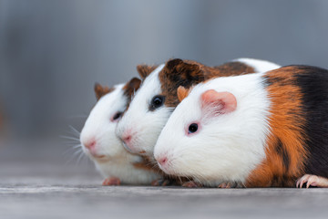Three guinea pigs looking in the same direction