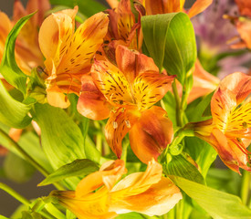 Bouquet of fresh multi-colored spring flowers of different varieties