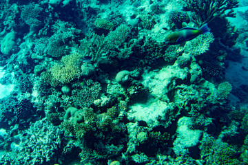 Marine Life in the Red Sea. red sea coral reef with hard corals, fishes and sunny sky shining through clean water - underwater photo. toned