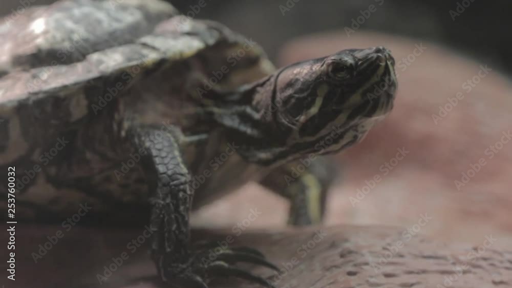 Poster a slider turtle on a log moves around.