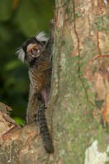 mono titi pincel en un &aacute;rbol