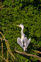 Graureiher (Ardea cinerea)