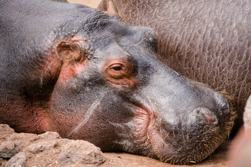 c'est l'heure de la si&egrave;ste pour les hippopotames