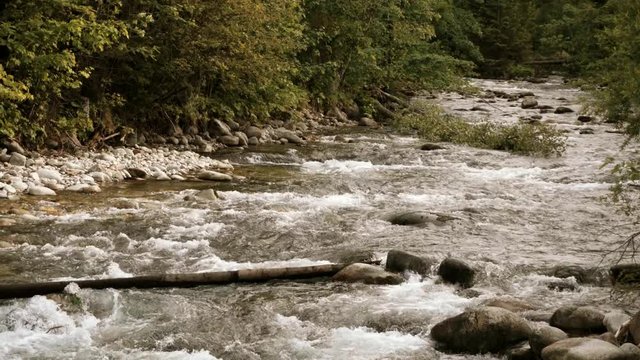 Wild river water stream in the lush forest woods of Serock countryside in Poland