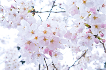 Scientific name is Cerasus ×yedoensis (Matsum.) Masam. & Suzuki ‘Somei-yoshino. 