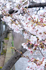 Obraz premium Scientific name is Cerasus ×yedoensis (Matsum.) Masam. & Suzuki ‘Somei-yoshino. 