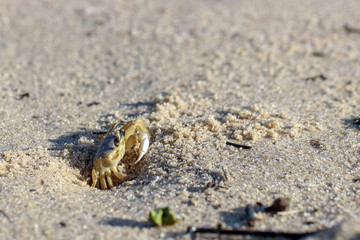 cangrejo en la playa