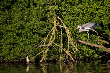 Graureiher (Ardea cinerea)