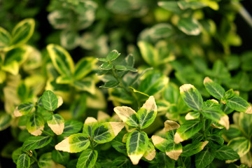 Fototapeta na wymiar green plants in pots in garden store spring. 