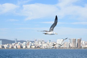 Fototapeta na wymiar Seagulls are punk children of the sea.