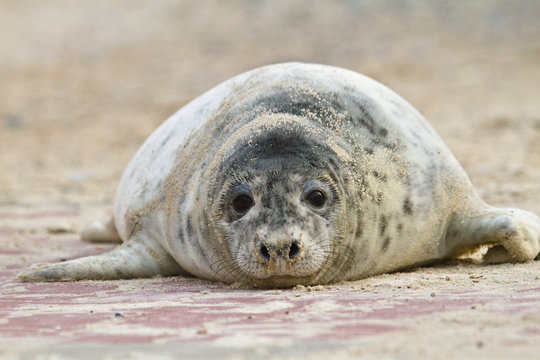 Kegelrobbe (Halichoerus grypus)