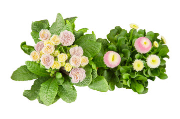 Frühlingsblumen von oben freigestellt. Gefüllt Primeln und Tausendschön.