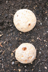  Rasselsteine, plinthosella sqamosa