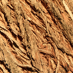 Abstracción en la corteza de un eucaliptus