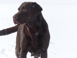 Labrador Retriever chocolate im schnee