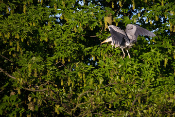 Graureiher (Ardea cinerea)