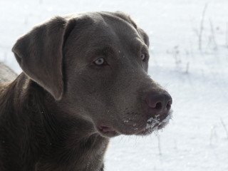 Silber Labrador Retriever im Schnee