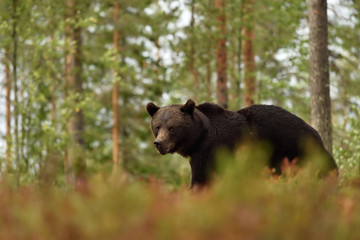 Brown bear in a forest landscape. Bear with forest background.