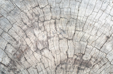 Pattern bark background texture