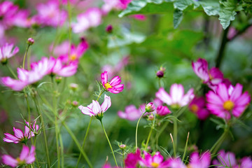 Beautiful child in amazing flower garden