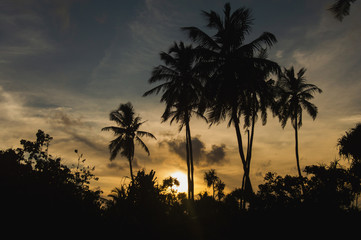 palm trees at sunset
