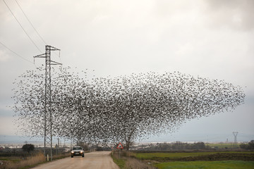 Herd of migratory starlings. They took a break when the rain broke