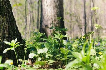 Flowering in the forest in early spring