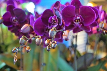 Fototapeta na wymiar Die Orchideen oder Orchideengewächse (Orchidaceae) sind eine weltweit verbreitete Pflanzenfamilie. Die zwei hodenförmigen Wurzelknollen der Knabenkräuter
