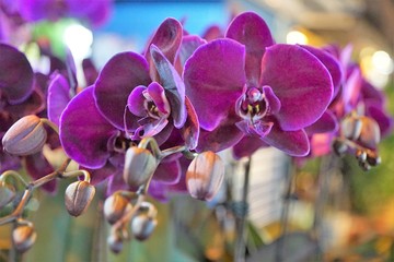 Die Orchideen oder Orchideengewächse (Orchidaceae) sind eine weltweit verbreitete Pflanzenfamilie....