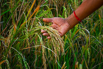 Fototapeta na wymiar hand with sheaf of paddy on rice field