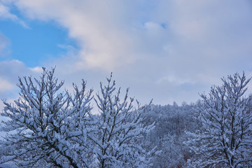 Snow covered trees