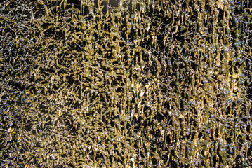 Reisig aus Schwarzdornbündel in den Holzbalken eines Gradierwerkes an denen die Sole herabrieselt und verdunstet und Dornstein bildet, ein schleimiger Überzug der bei Austrocknung verkrustet