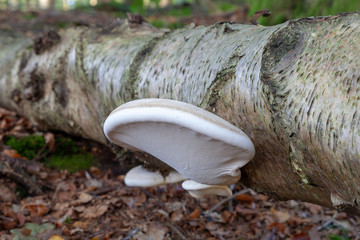 white fungi on tree