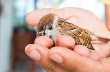 little Sparrow sitting on his hands in the sunlight, he is sleeping