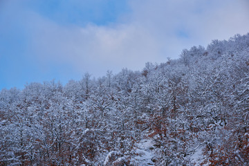Snow covered trees